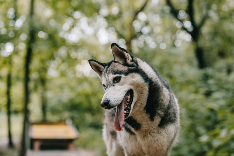 Siberian Husky Hund im grünen Park