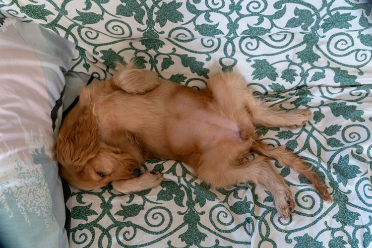 liebenswerter Hundewelpe Cockerspaniel schlafend auf einem Sofa Liebenswerter Hundewelpe Cockerspaniel schläft auf dem Sofa