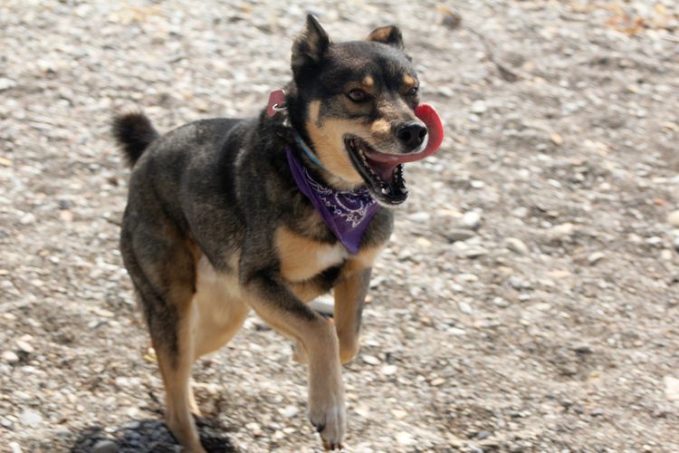 Gemischte Rasse Rotweiller Husky Rettung mit Kopftuch spielt draußen