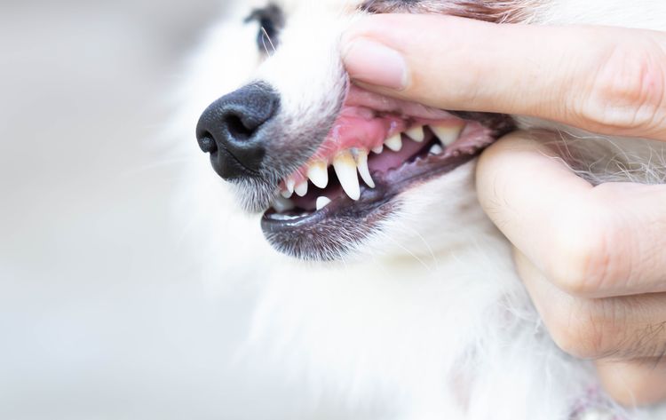 Nahaufnahme der Zähne eines pommerschen Hundes mit Zahnstein, Konzept der Haustiergesundheitspflege, selektiver Fokus