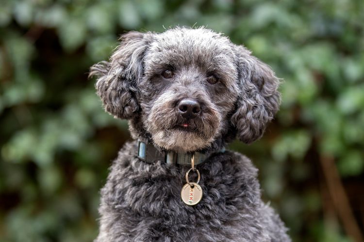 Nahaufnahme eines niedlichen Schnoodles, der in die Kamera schaut