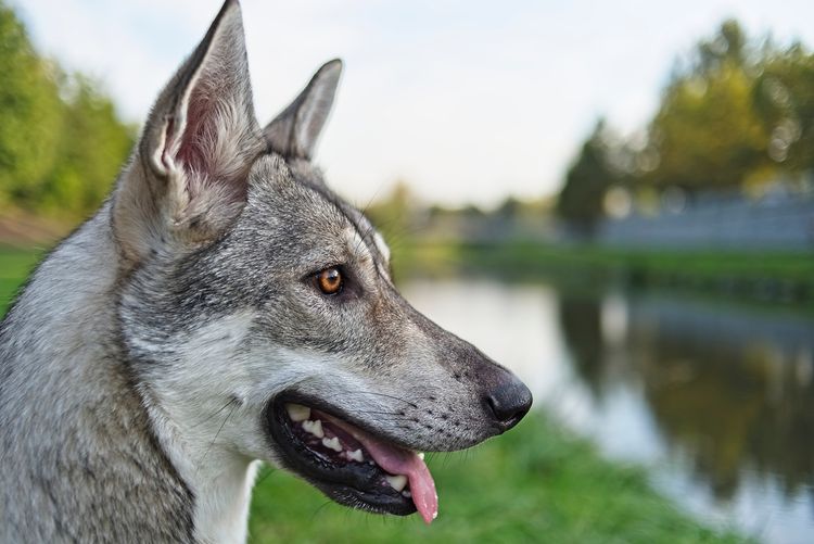 Saarloos Wolfshund Hundekopf im Profil mit Fluss im Hintergrund