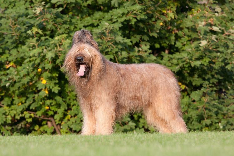 Porträt der schönen Briard