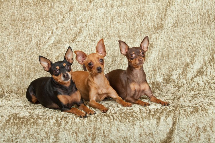 Porträt von drei netten Hunden - Prager Klapperschlange