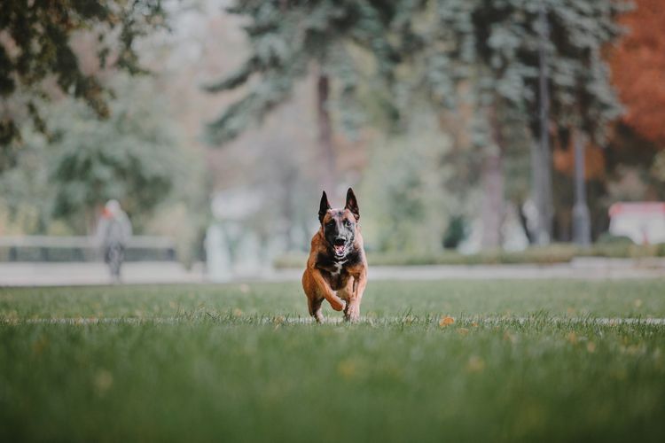 Belgischer Schäferhund (Malinois Hund) im Herbstpark