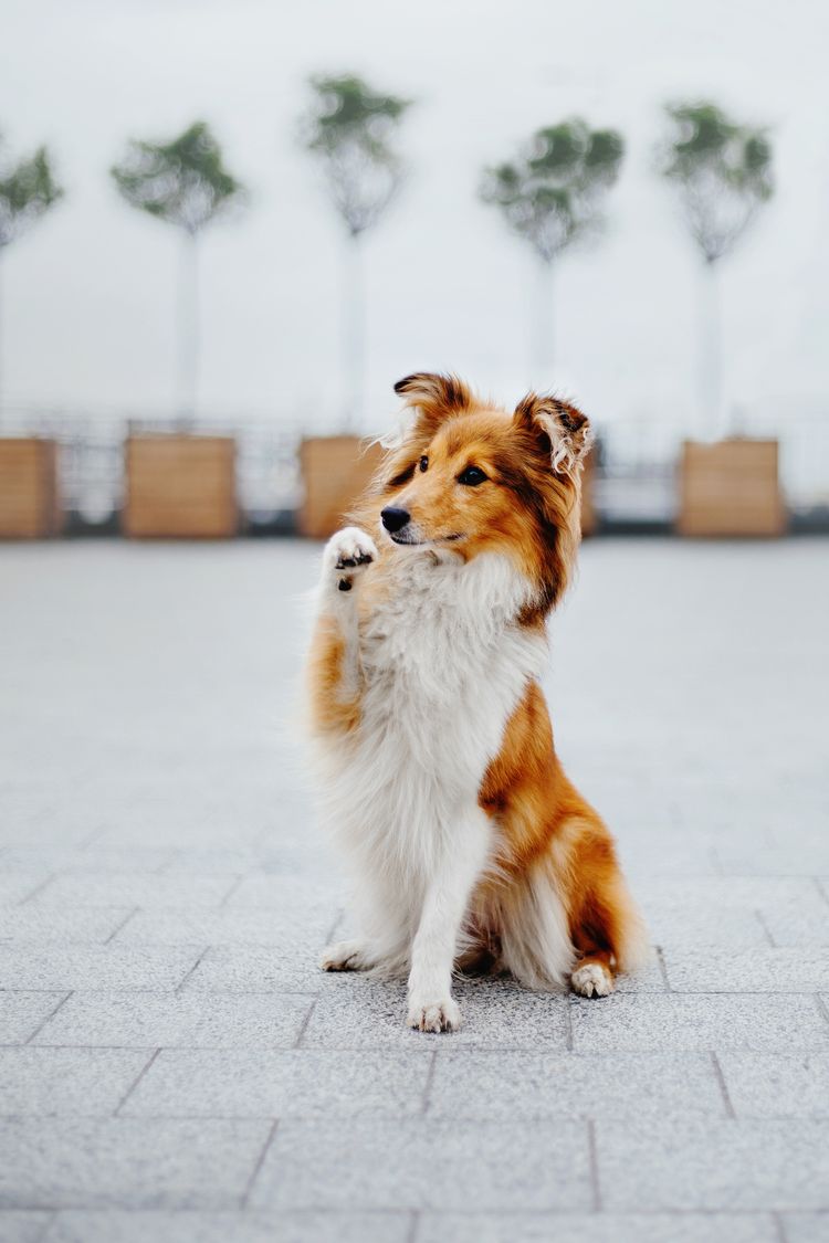 Shetland-Schäferhund auf einem Spaziergang