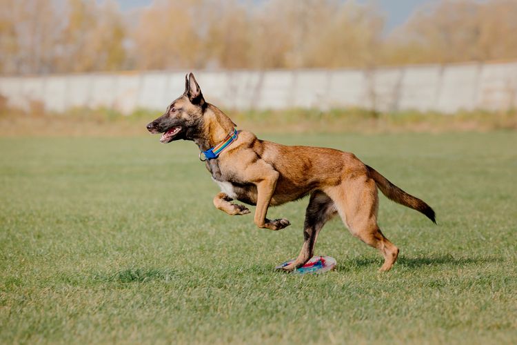 Belgischer Schäferhund Malinois Hund