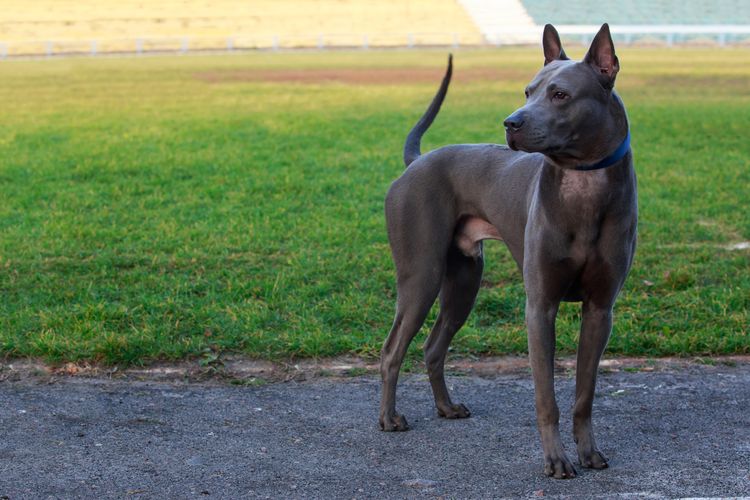 Hunderasse Thai Ridgeback stehend auf dem Bürgersteig