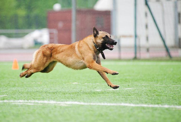 Lustiger Belgischer Schäferhund Malinois Hund läuft im Stadion