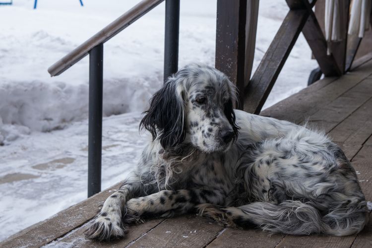 English Setter Hund auf einer Holzveranda liegend