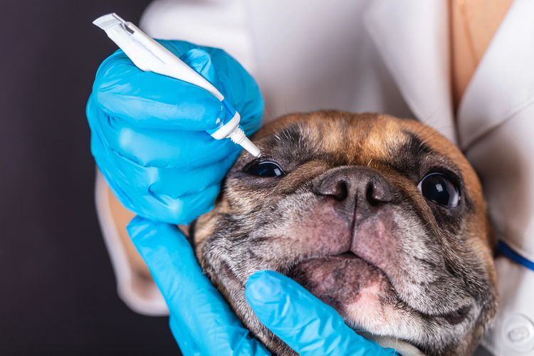 Medizin im Auge des Hundes Französische Bulldogge