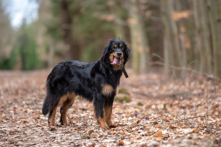 Hübscher Hund der Hovawart-Wächterrasse aus Deutschland