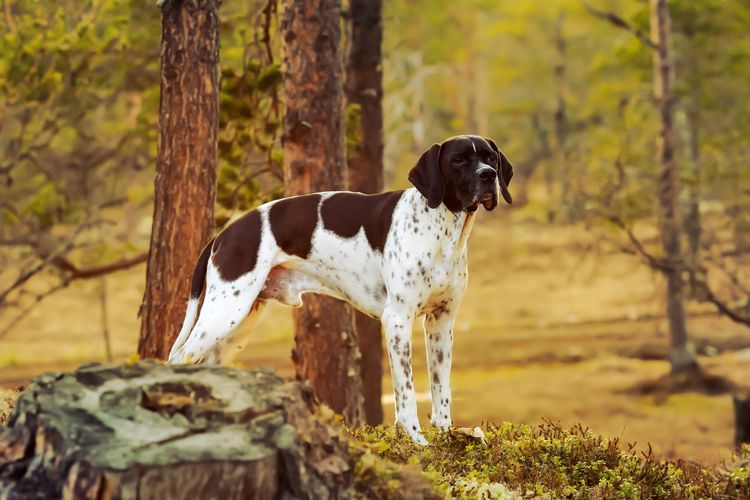 Hund englischer Pointer stehend im wilden Wald unter Kieferbaum