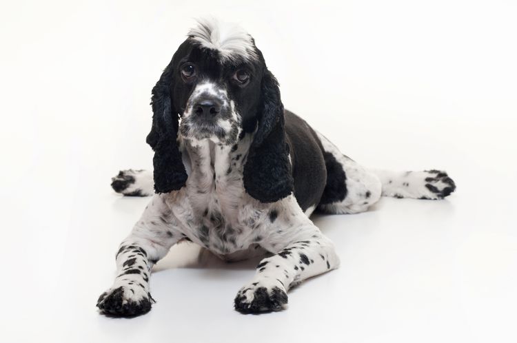 Ein Cockalier Spaniel Hund (halb Cocker Spaniel und halb Cavalier King Charles Spaniel) liegt und schaut nach oben. Aufgenommen im Studio vor einem isolierten weißen Hintergrund.