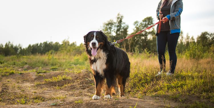 Porträt einer jungen, sportlichen, kaukasischen Frau, die mit einem Berner Sennenhund auf einer Sommerwiese im Sonnenuntergang spazieren geht. Der Hund zieht an der Leine