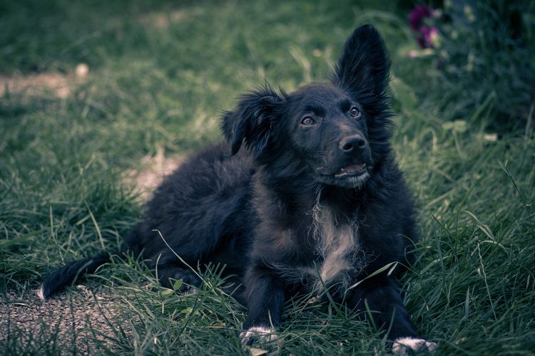 Nahaufnahme eines schwarzen Hundes (kroatischer Schäferhund), der im grünen Gras spielt. Kroatien.