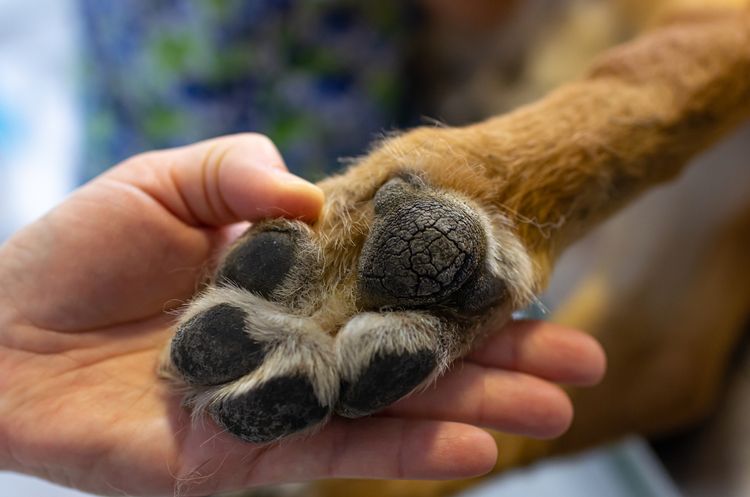 Tierarzt zeigt die Pfote eines Deutschen Schäferhundes in einer Klinik