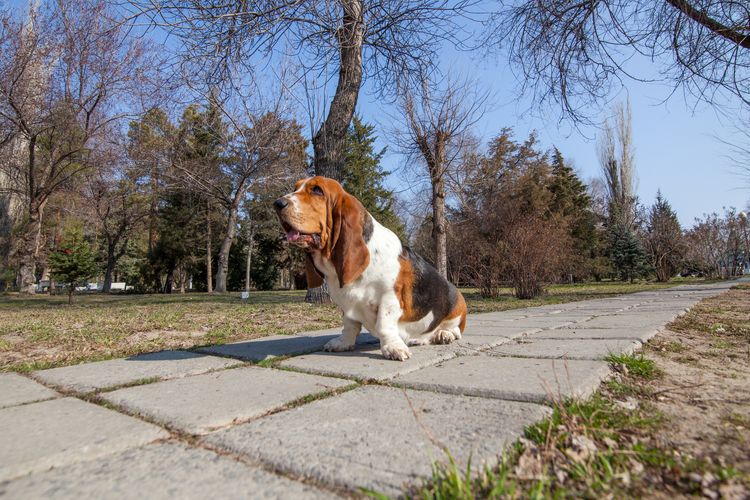 Basset Hound Hund Frühling