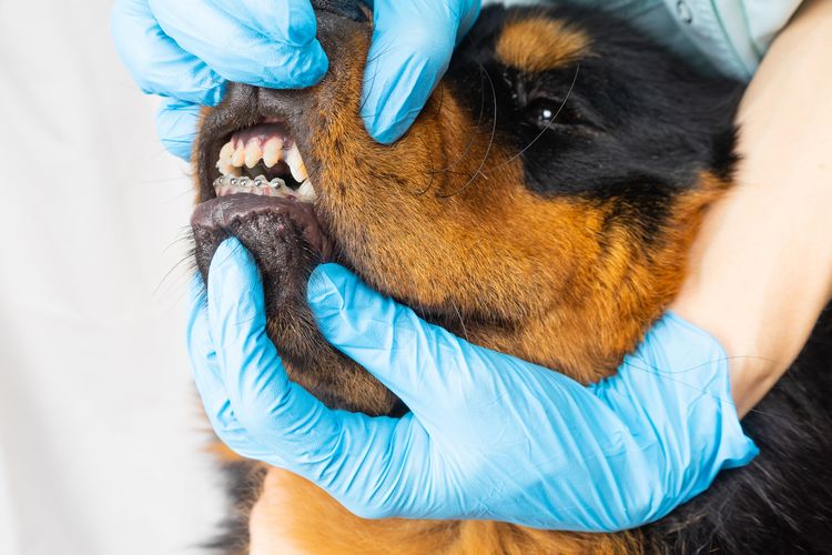 Der Tierarzt überprüft die angebrachten Hundehalterungen. Reinigung der Zahnspange von Wolle. Weißer Hintergrund.