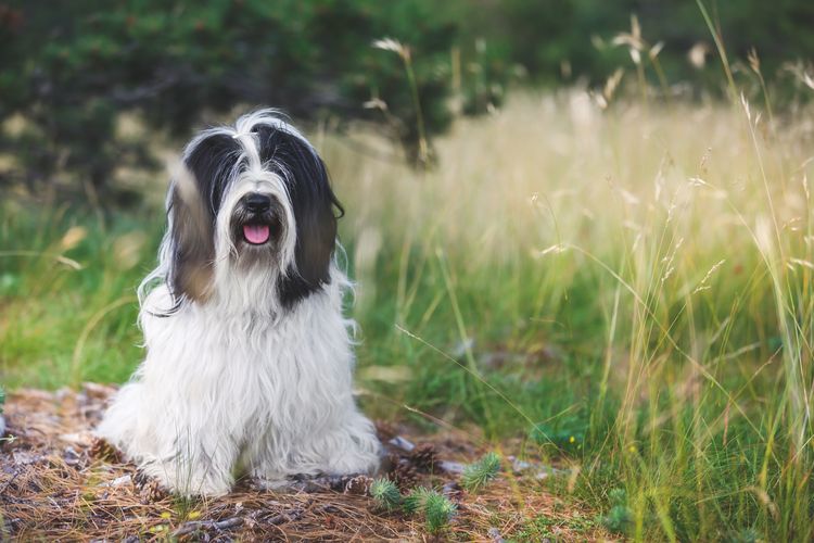 Tibet Terrier Hund sitzt auf der Straße zwischen Nadelbäumen im Wald mit Gehorsam, selektivem Fokus