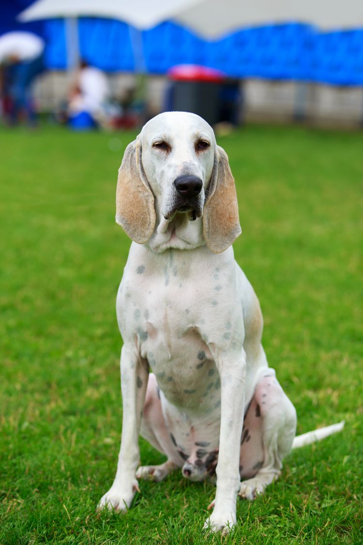 Porträt des netten Hundes Billy im Garten