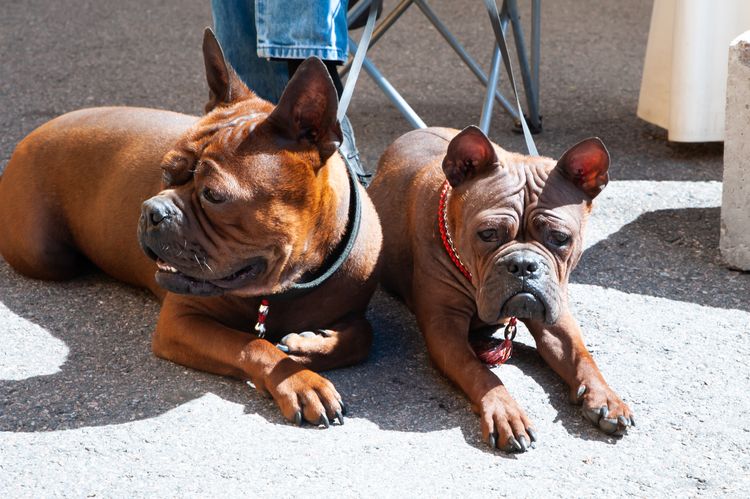 Chongqing-Hund, chinesische Hunderasse bei einer Hundeausstellung, Foto von zwei roten Hunden.