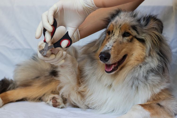 Trimmen der Krallen des Hundes in der Tierarztpraxis. Hundefrisörin schneidet Collie-Hund im Pflegesalon für Hunde. Tierarzt bei der Pflege von Hunden.