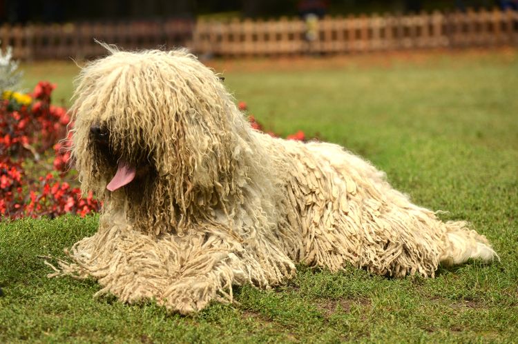 Porträt von komondor