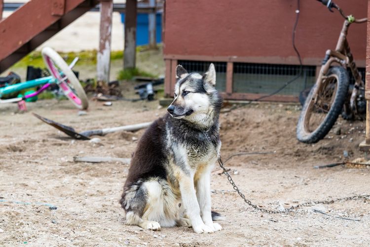 Ein kanadischer arktischer Eskimohund steht im Freien in Clyde River, Nunavut, Kanada.