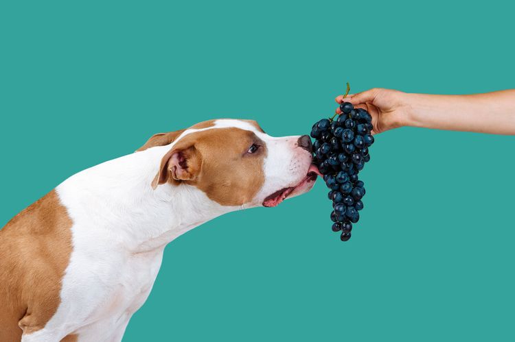 Ein schöner großer Hund frisst einem Mann das Futter aus der Hand. American Staffordshire Terrier leckt Beeren von Weintrauben