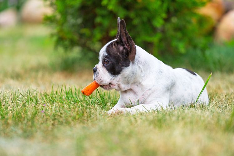 Französische Bulldogge Welpe frisst Karotte im Gras