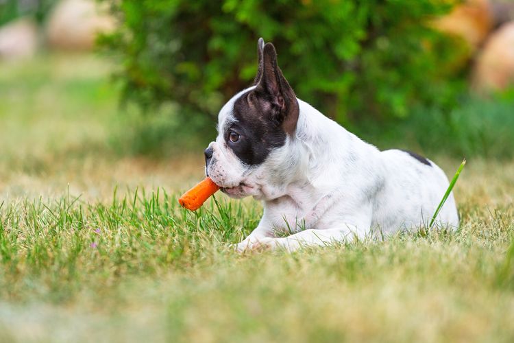 Französische Bulldogge Welpe frisst Karotte Französische Bulldogge Welpe frisst Karotte im Gras