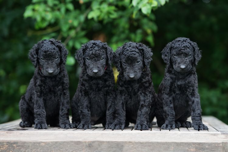 Gruppe von Curly Coated Retriever-Welpen posiert zusammen im Freien