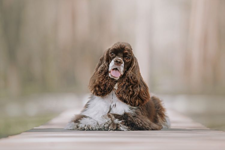 Amerikanischer Cockerspaniel Hund liegend Porträt im Freien