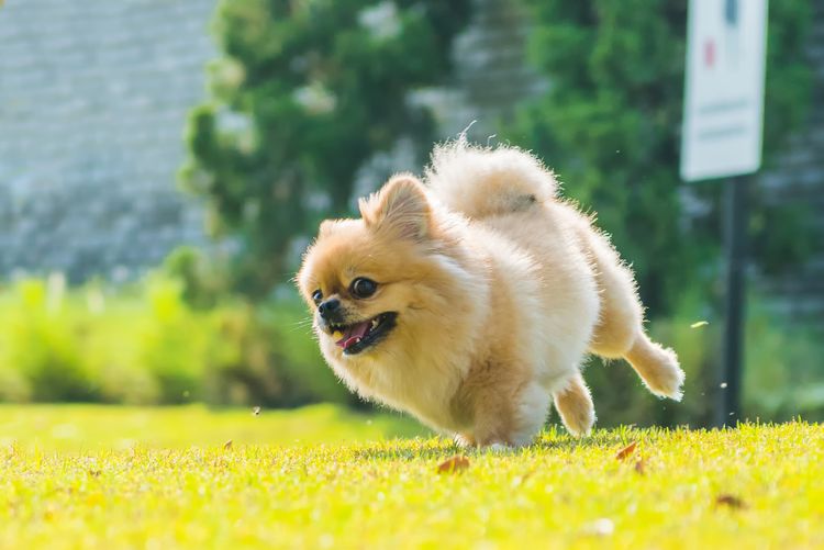 Niedliche Welpen Pomeranian Mischling Pekingese Hund laufen auf dem Gras mit Glück.