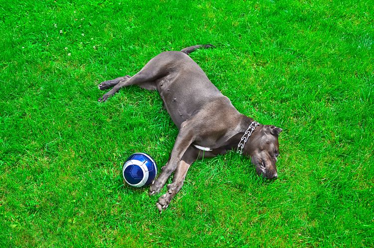 Hund liegt auf dem Rasen neben dem Fußball Hund liegt auf dem Rasen neben dem Fußball