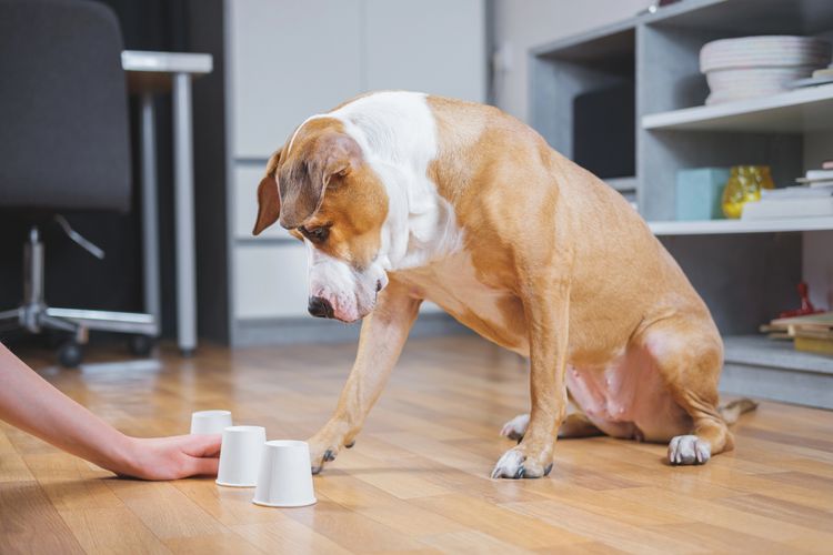 Ein Hund spielt mit einem Menschen das Muschelspiel. Konzept zur Ausbildung von Haustieren, Haushunden, die klug und gebildet sind. Ein Hund spielt mit einem Menschen das Muschelspiel. Konzept zur Ausbildung von Haustieren, Haushunden, die klug und gebildet sind.