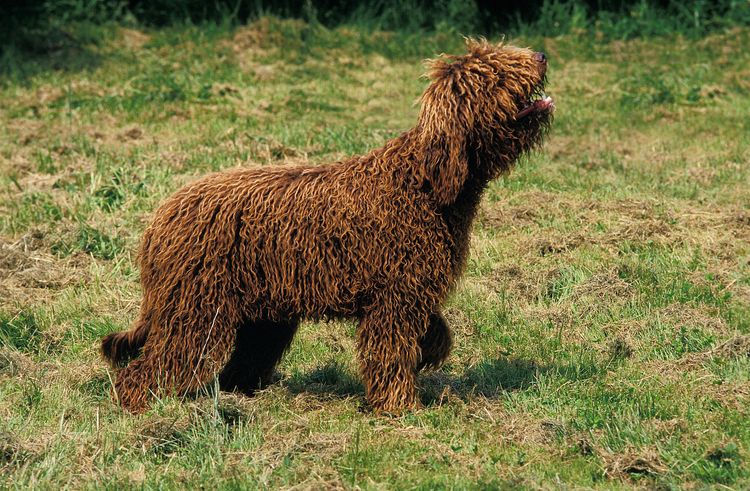 BARBET-HUND, ERWACHSENER SCHAUT AUF