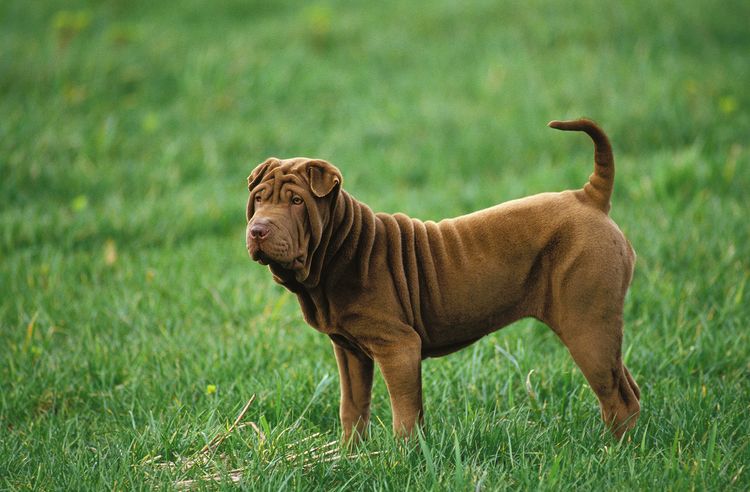 SHAR PEI HUND, ERWACHSEN, STEHEND AUF GRAS