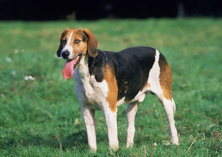 ENGLISCHER FOXHOUND, ERWACHSEN, STEHEND IM GRAS