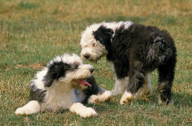 BOBTAILHUND ODER ALTER ENGLISCHER SCHÄFERHUND, WELPEN STEHEN IM GRAS