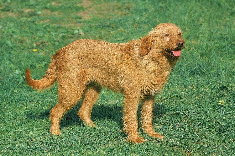 REHBRAUNER BRETAGNE-GRIFFON ODER GRIFFON FAUVE DE BRETAGNE HUND, ERWACHSEN, STEHEND AUF GRAS