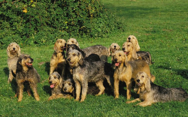 GRIFFON NIVERNAIS HUND, RUDEL ERWACHSENE