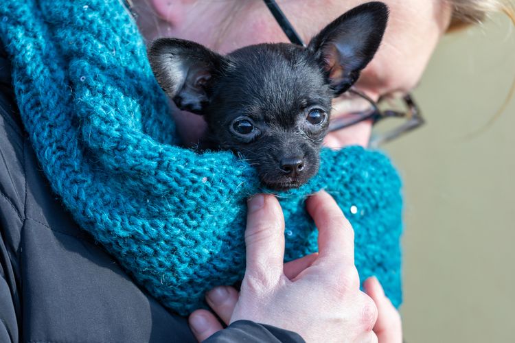 Einen Welpen, ChiPoo, Pudel - Chihuahua-Mix mitnehmen