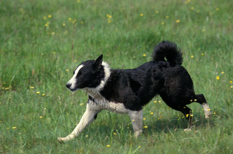 KARELISCHER BÄRENHUND, ERWACHSENER, DER AUF GRAS LÄUFT