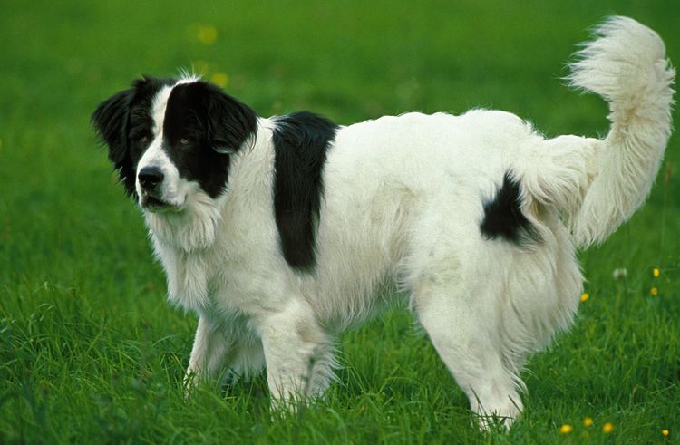 Landseer Hund, Erwachsener stehend auf Gras