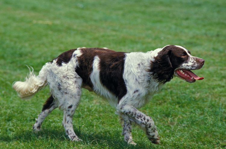 Französischer Spaniel, Erwachsener läuft auf Gras Französischer Spaniel, Erwachsener läuft auf Gras