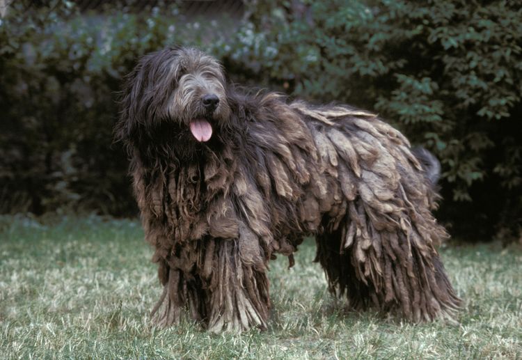 Katalanischer Schäferhund natürlicher Hintergrund