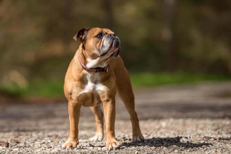 Kontinentale Bulldogge Hund steht im Wald vor unscharfem Hintergrund