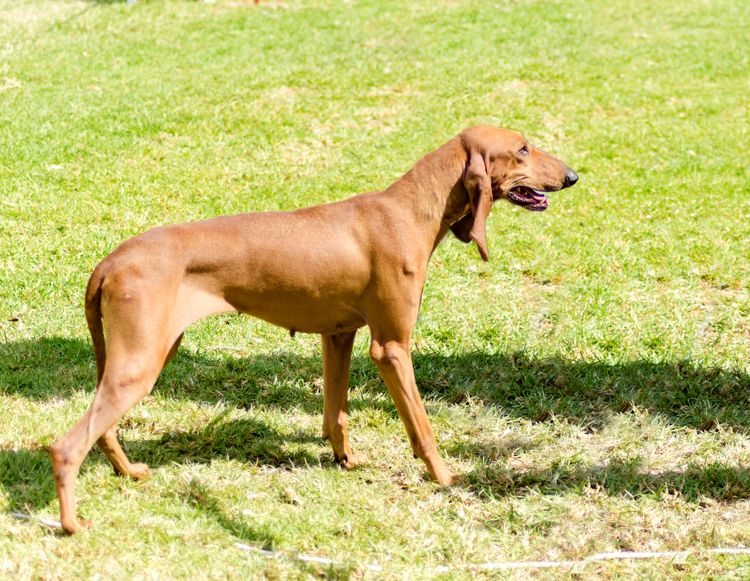 Ein junger, wunderschöner, rehbrauner, glatthaariger Segugio Italiano steht wachsam im Gras. Der Italienische Jagdhund hat einen langen Kopf und lange Ohren und wird als Jagdhund eingesetzt.